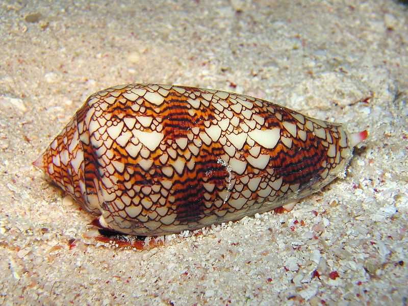 Figure 7.16: A Textile Cone Snail (Conus textile), Cod Hole, Great Barrier Reef, Australia, 7 August 2005. Photographer: Richard Ling richard@research.canon.com.au 